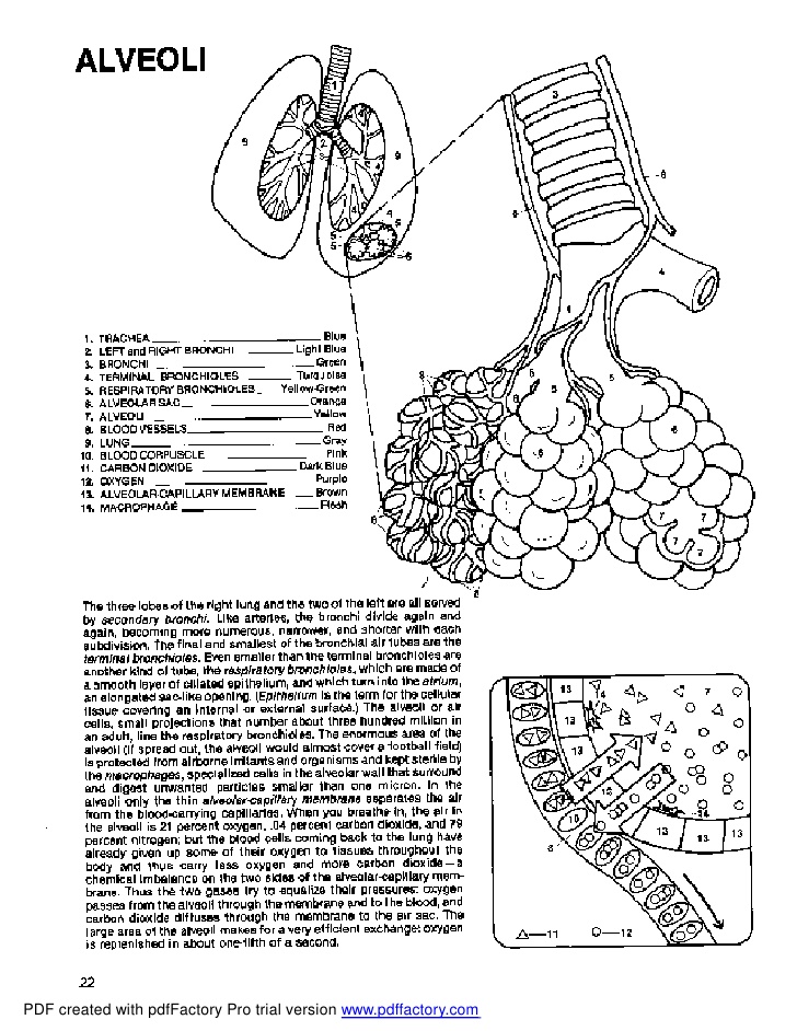 Anatomy Coloring Pages Pdf